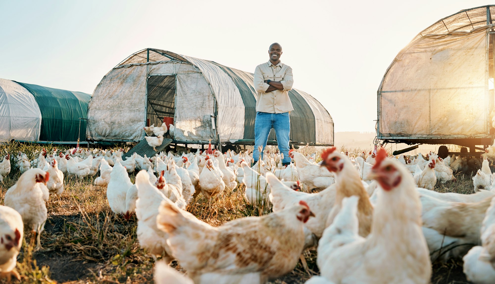 Chicken, farmer and portrait of black man doing agriculture on sustainable or organic poultry farm